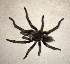 Acanthoscurria cordubensis