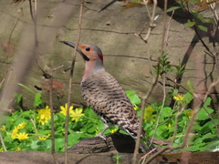 Colaptes auratus