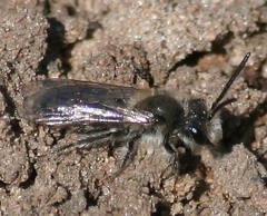 Andrena frigida
