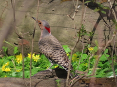 Colaptes auratus