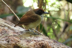 Myrmoborus lugubris