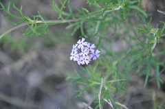 Junellia hookeriana