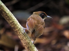 Myrmoborus lugubris