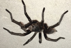 Acanthoscurria cordubensis