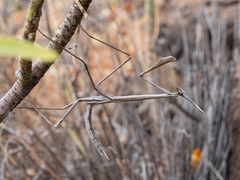 Hypsicorypha gracilis