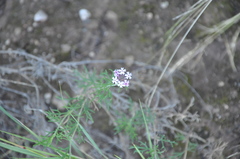 Junellia hookeriana