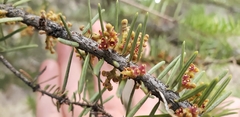 Arceuthobium douglasii