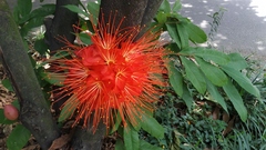 Brownea ariza