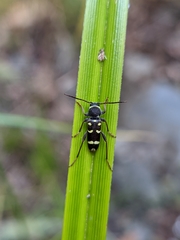 Clytus blaisdelli