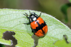 Chrysomela aeneicollis