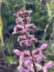Stachys