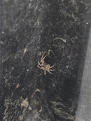 Attulus fasciger