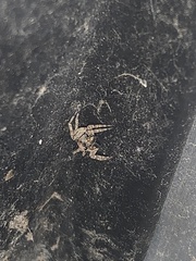 Attulus fasciger