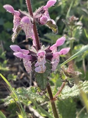Stachys
