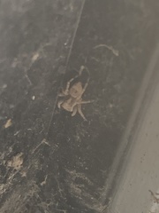 Attulus fasciger