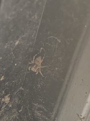Attulus fasciger