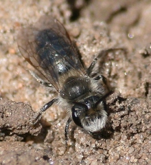 Andrena frigida