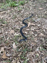 Lampropeltis nigra