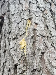 Ips grandicollis