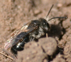 Andrena frigida