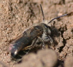 Andrena frigida