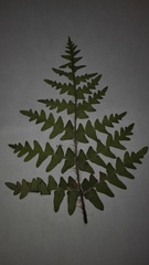 Cheiloplecton rigidum