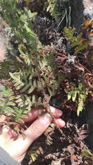 Cheiloplecton rigidum