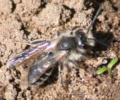 Andrena frigida