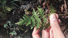 Cheiloplecton rigidum