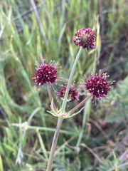 Sanicula bipinnatifida