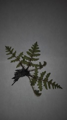 Cheiloplecton rigidum