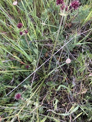 Sanicula bipinnatifida