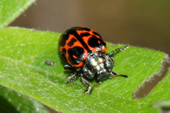 Chrysomela aeneicollis