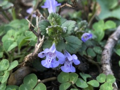 Glechoma hederacea