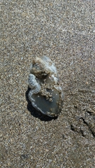 Pleurobranchaea maculata