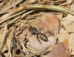 Nomada leucophthalma