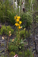 Berkheya herbacea