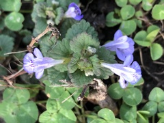 Glechoma hederacea