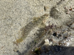 Hypsoblennius gilberti