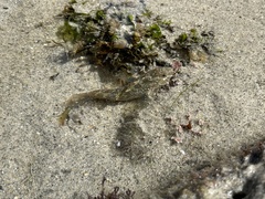 Hypsoblennius gilberti