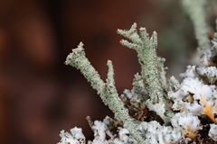Cladonia polydactyla