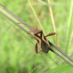 Crinocerus sanctus