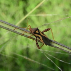 Crinocerus sanctus