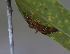 Diathrausta harlequinalis