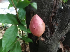 Brownea ariza
