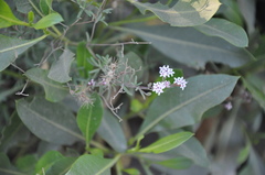 Stevia satureiifolia