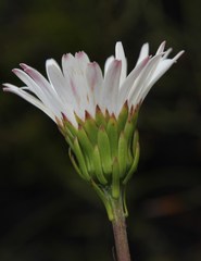 Gerbera crocea