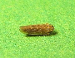 Macrosteles lepidus