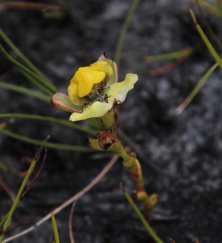 Image of Ceratandra harveyana by (c) Tony Rebelo, some rights reserved (CC BY-SA)