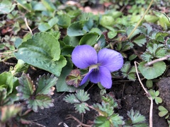 Viola sororia